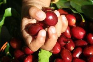 Gayo Harus Menjadi Pusat Riset Kopi Indonesia